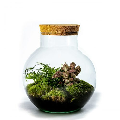 planten-terrarium-bolder-botanisch
