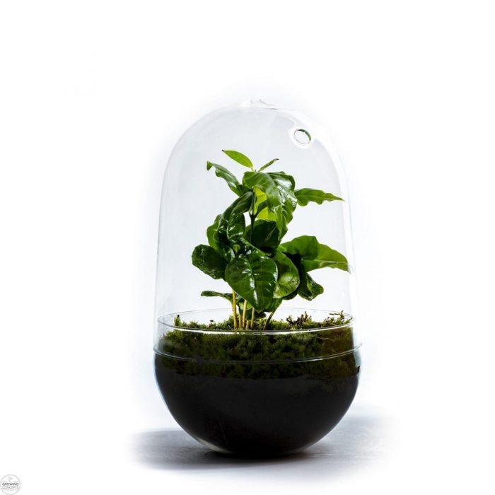 planten-terrarium-coffea-arabica