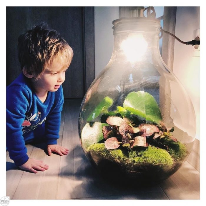 planten-terrarium-ecolight-xxxl-huis