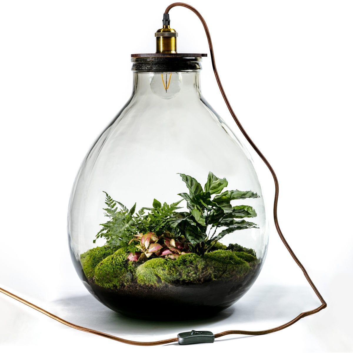 koppel Inademen Vroegst Ecolight XXXL planten terrarium van de beste kwaliteit voor de juiste prijs!