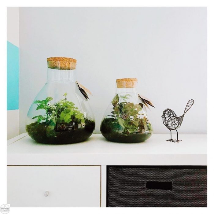 planten-terrarium-erlenmeyer-large-botanisch-goedkoop