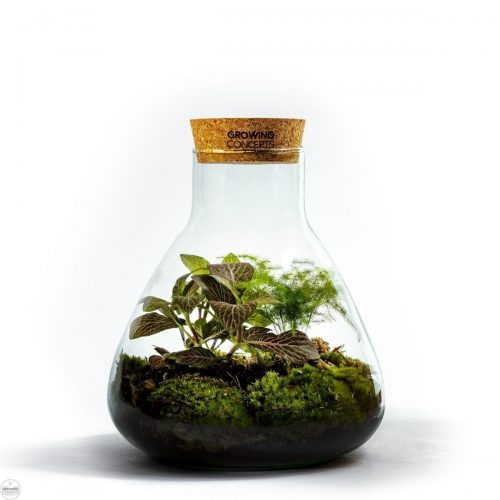 planten-terrarium-erlenmeyer-medium-botanisch