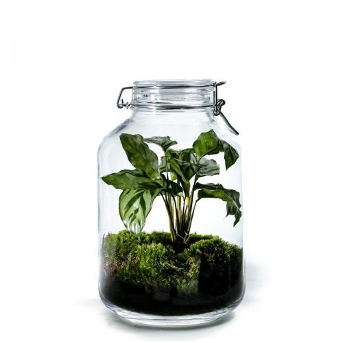planten-terrarium-jar-large-calathea