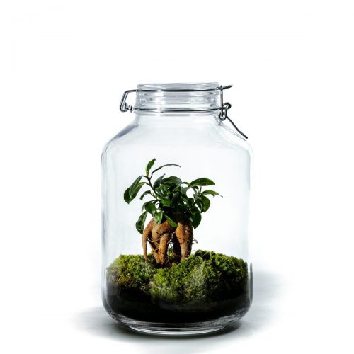 planten-terrarium-jar-large-ficus-ginseng