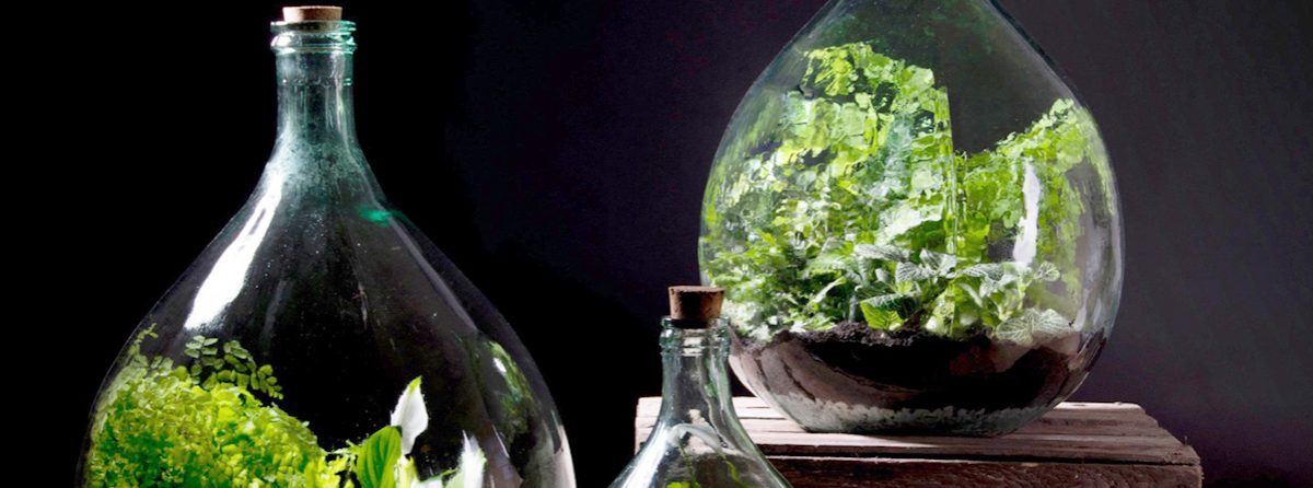 planten terrarium kopen