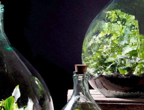 Planten terrarium kopen