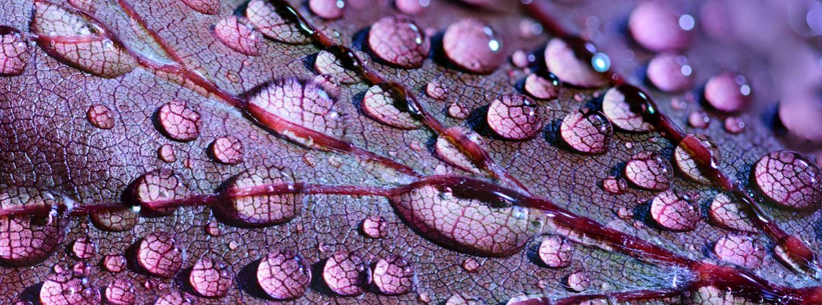 planten terrarium onderhoud