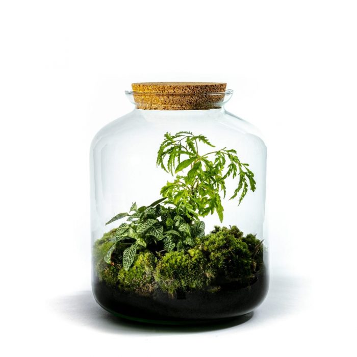 planten-terrarium-vidar