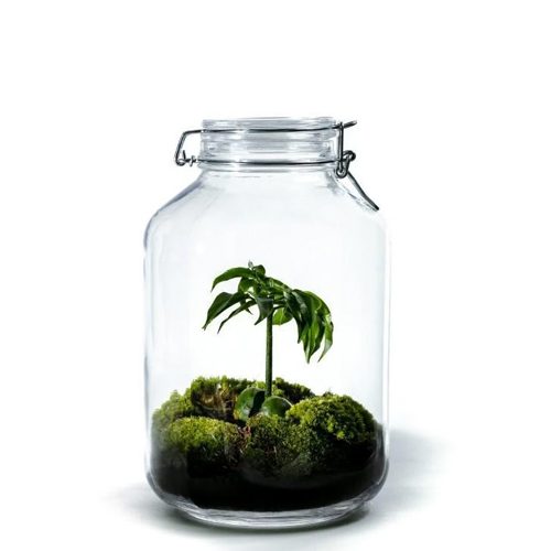 jar-large-castanospermun
