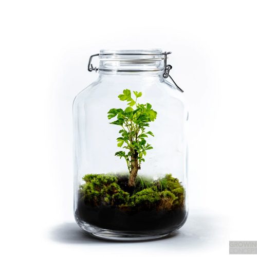 jar-large-polyscias